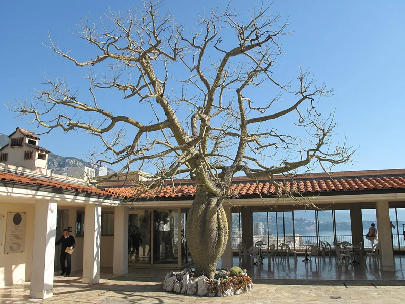 Jardin Exotique de Monaco, Jardin Exotique, Monaco